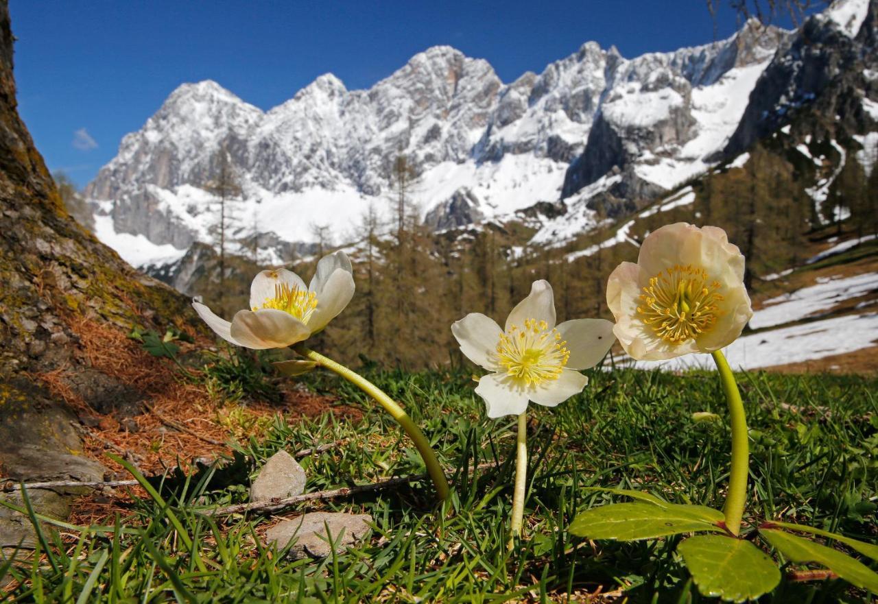 Appartementhaus Finis Ramsau am Dachstein Dış mekan fotoğraf